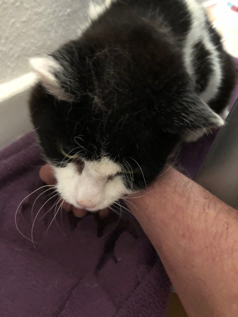 Kleiner Muck, arme Socke Das KatzenForum