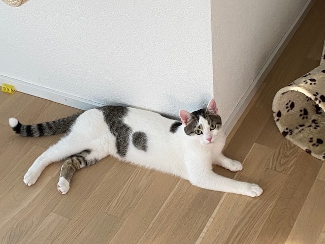 1. KC Taskaliländ Seite 43 Katzen Forum Das große Katzenforum