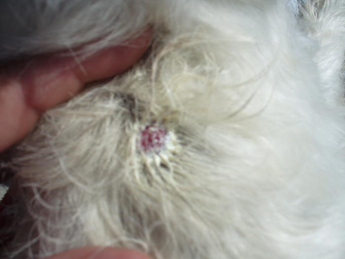 WestieBoard Kranker Westie talgdrüsenverstopfung