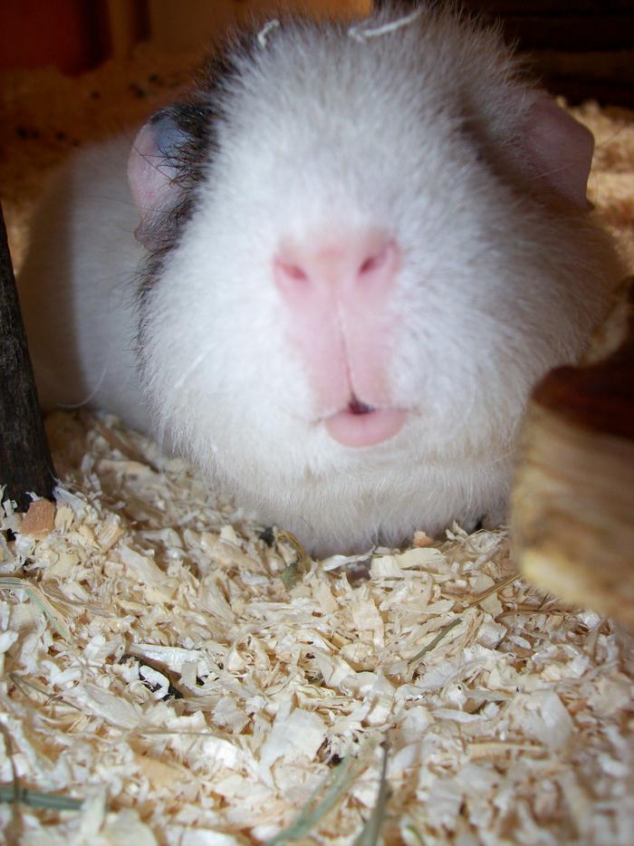 Trächtig mit nur einem Baby? Meerschweinchen Babys / Nachwuchs