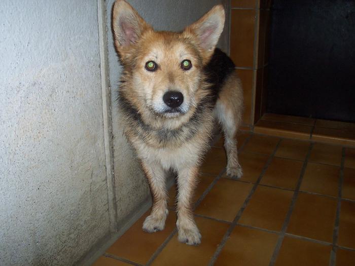 Zwei ausgesetzte Hunde .. Tierheim LörrachHauingen Entlaufen VerlassenePfoten.de