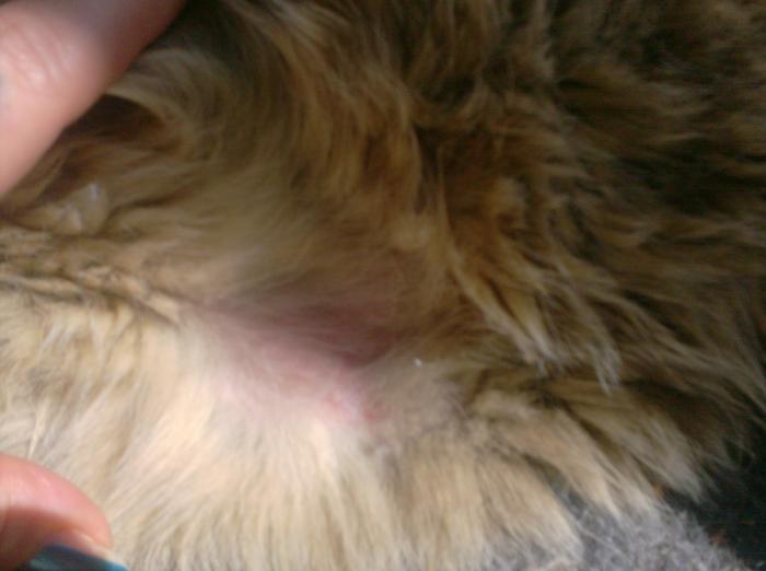 Ausschlag?Ekzem? Katzen Forum