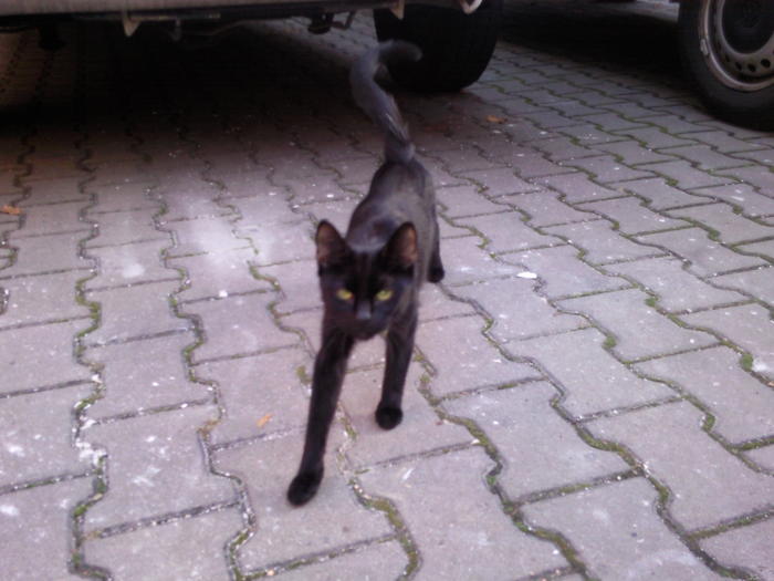 64347 schwarze, zutrauliche, abgemagerte Katze Katzen Forum