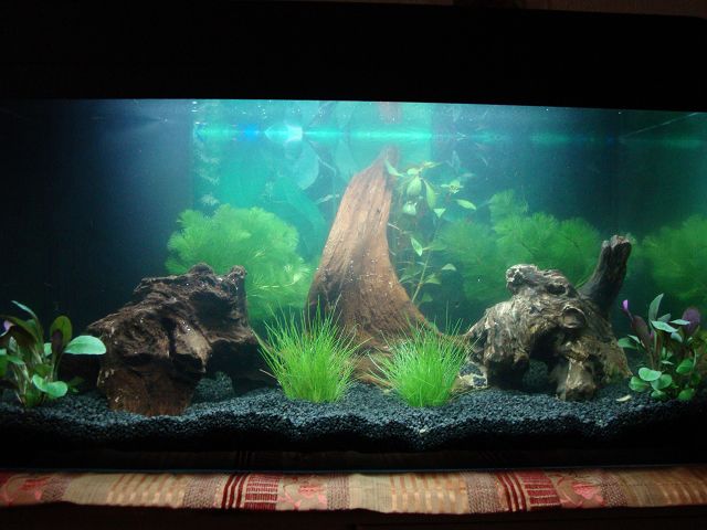 Leuchtstofflampen Welche Leuchtstoffröhre? Aquarium Forum