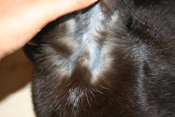 Kahle Stellen an den Beinen? Katzen Forum