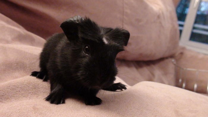 Notschweinchen hat ihre Babys bekommen ) Meerschweinchen Babys