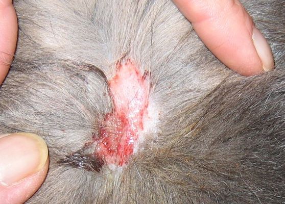 Desonfektionsmittel Kodan auf der Haut entfernen Frag Mutti