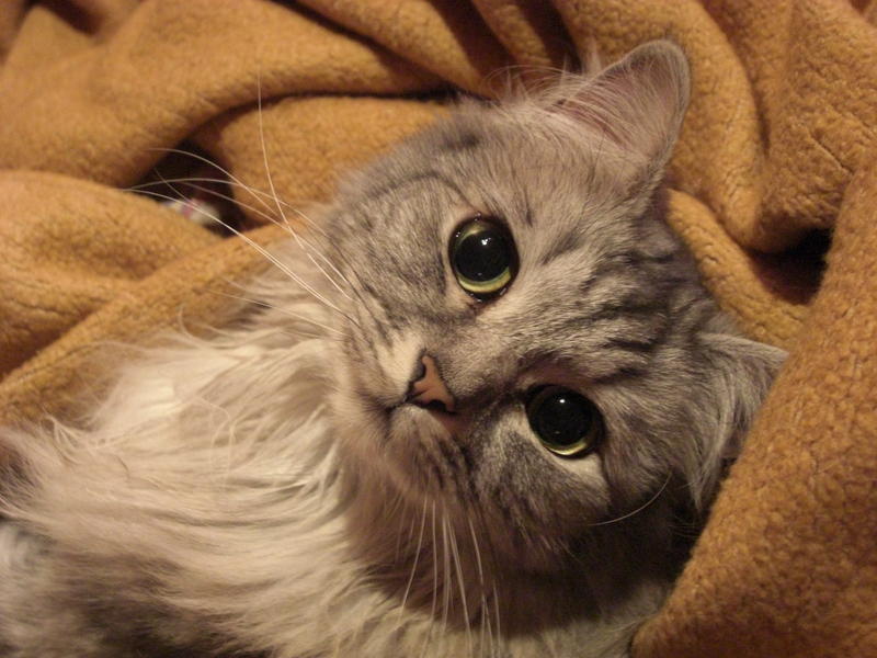 Britisch Kurzhaar (BKH) Seite 112 Katzen Forum