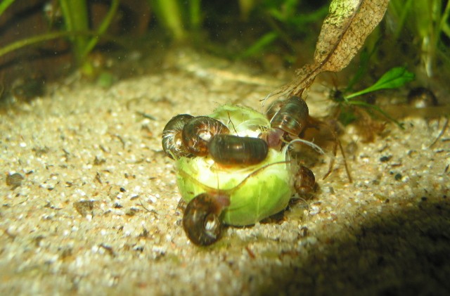 GarnelenBecken Seite 3 Fischlis.at Dein Forum!