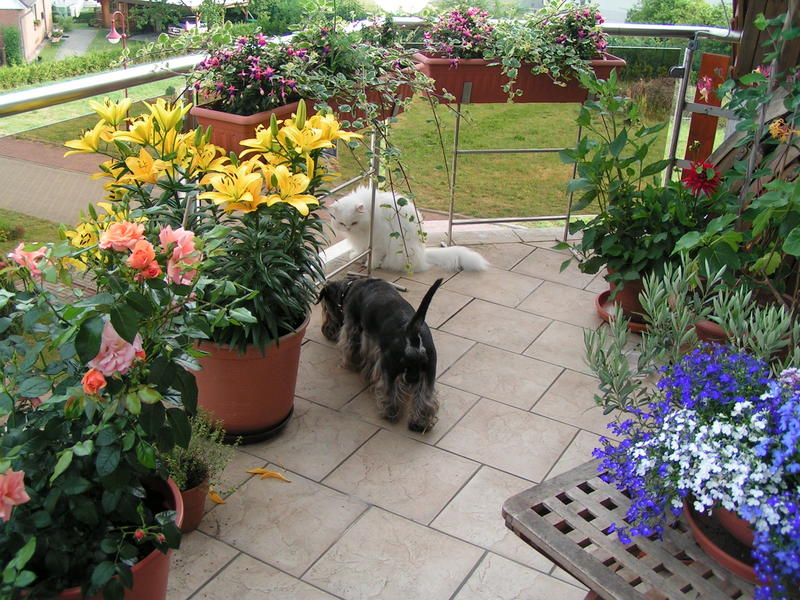Balkon Bepflanzung Katzen Forum