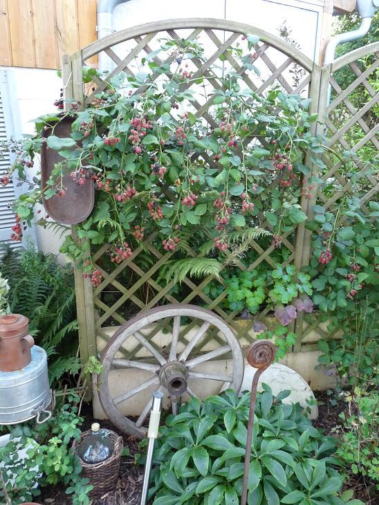 Dekorative Rankgerüste für Brombeeren und Himbeeren??? Mein schöner