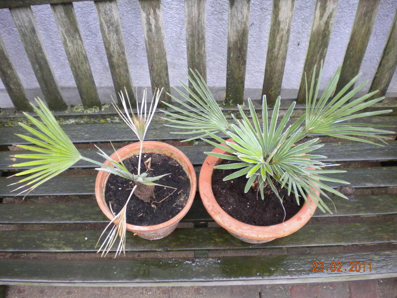 Palmen und Co. » Regenwürmer im Blumentopf