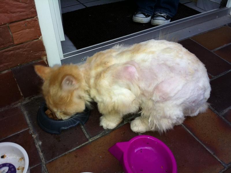 Tipp Katze scheren ist auch ohne Narkose (meist ohne