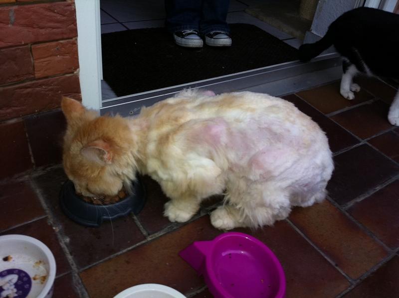 Tipp Katze scheren ist auch ohne Narkose (meist ohne