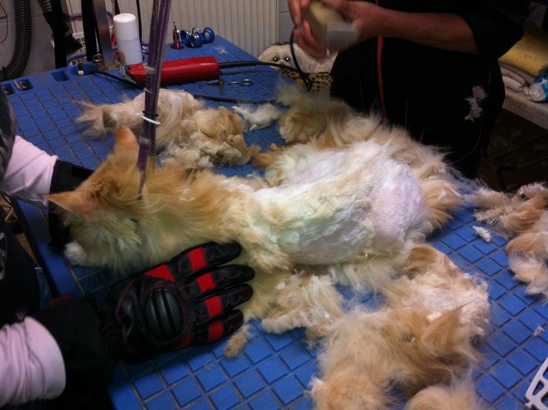 Tipp Katze scheren ist auch ohne Narkose (meist ohne