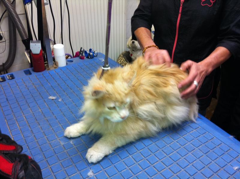 Tipp Katze scheren ist auch ohne Narkose (meist ohne