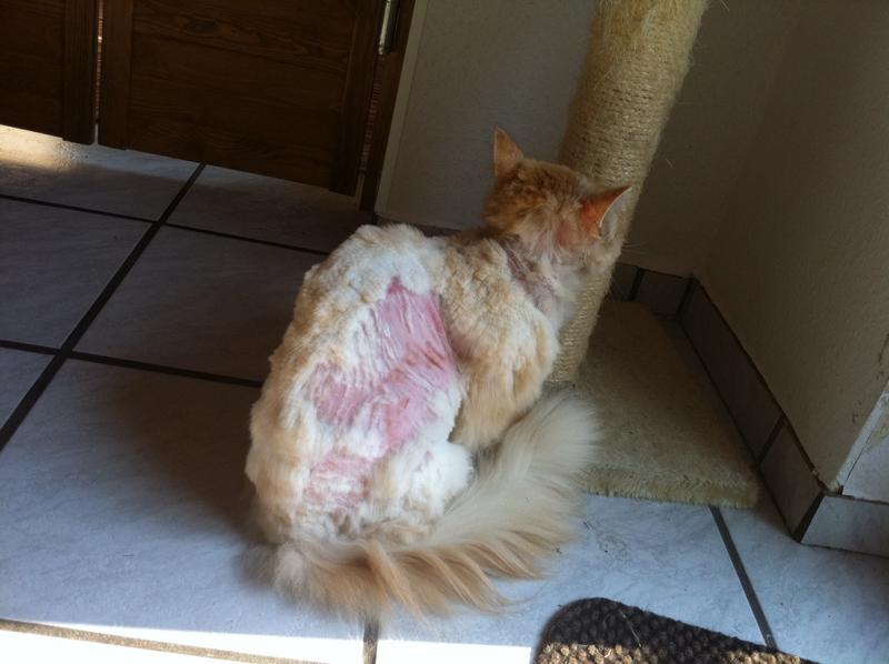 Rötung der Haut nach dem Scheren. Normal? Katzen Forum