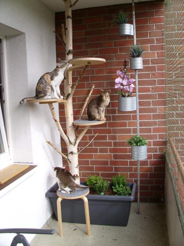 Dein Ataxiekatzenforum • Thema anzeigen Der Katzenbalkon