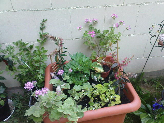 grünes Plauderstübchen Page 233 Mein schöner Garten Forum