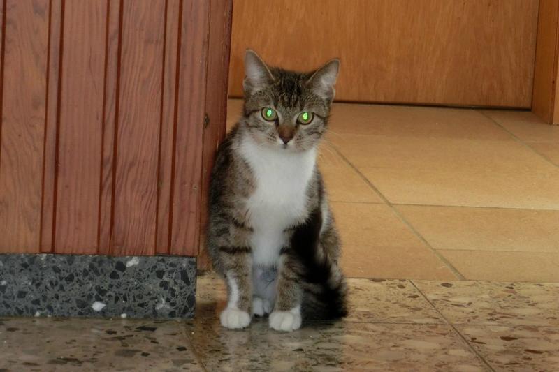 Kyra, 7 Monate, Wirbelwind auf 3 Beinen Katzen Forum