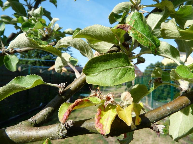 Apfelbaum..verkrumpelte Blätter und Flecken