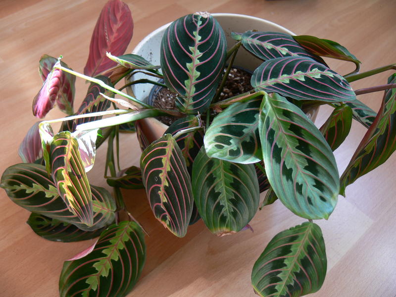 Maranten Maranta Stromanthe Calathea Ctenanthe