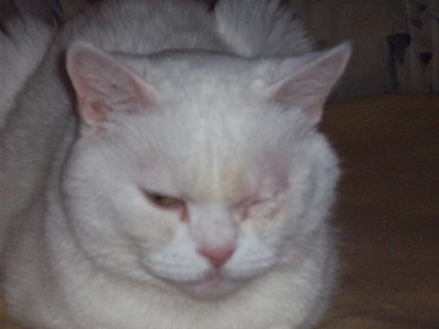 Zugeschwollenes Auge Katzen Forum