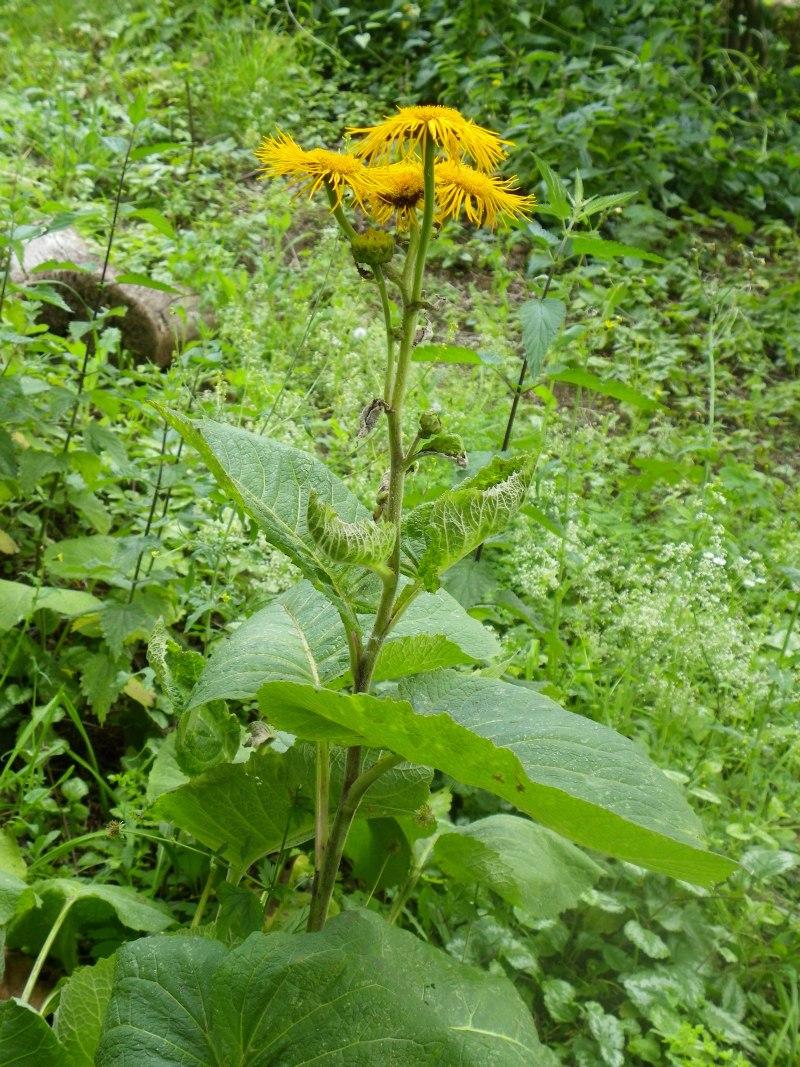 Unbekannte Pflanze, hat gelbe Blüten und ist ca. 60 cm