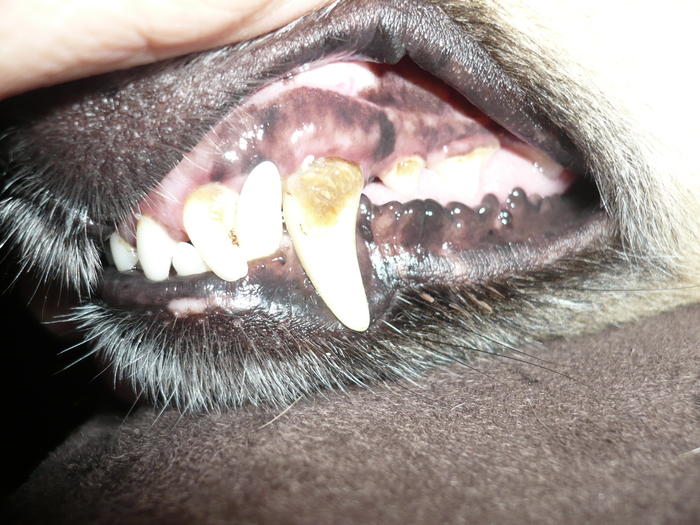 Herby der unkomplizierte Schoßhund