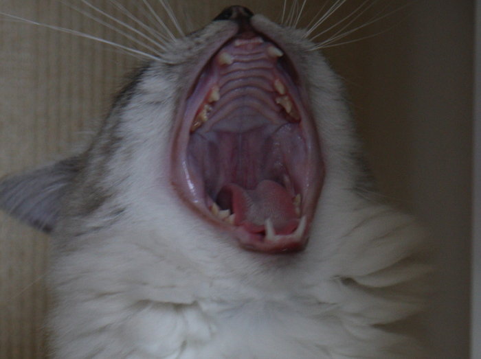 Gerötetes Zahnfleisch Seite 2 Katzen Forum