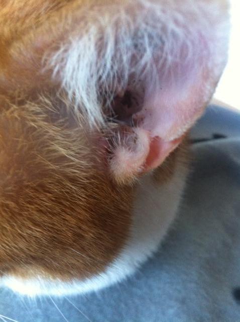 Hilfe, was könnte es nur sein!! Katzen Forum