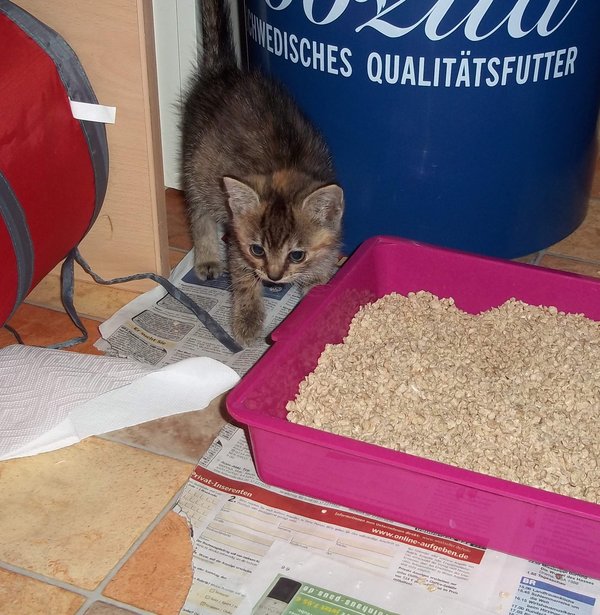 Massig Kokzidien bei 4 Wochen alten Kitten benötige diverse Tipps
