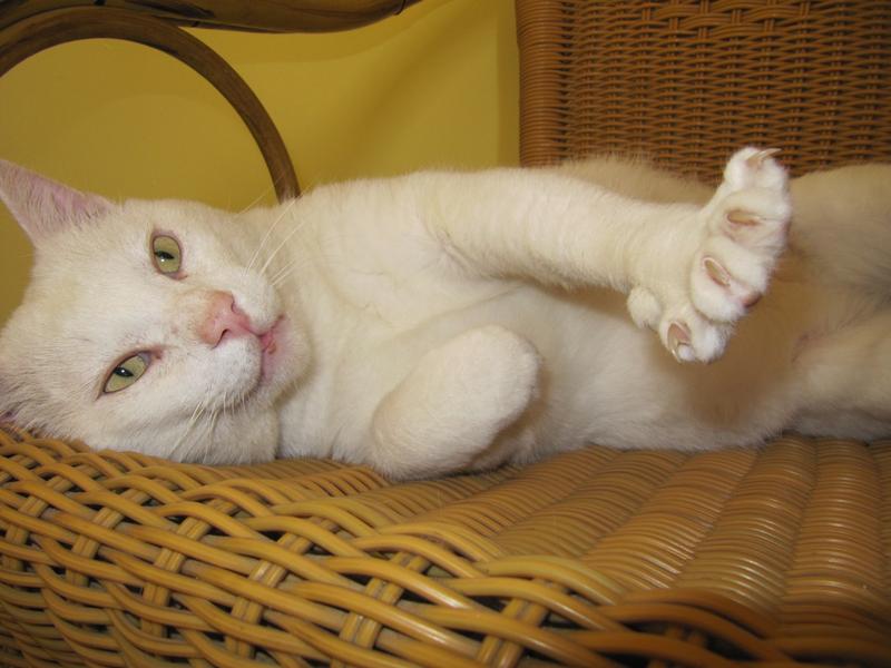 FiV KAtzen dürfen glücklich sein Seite 35 Katzen Forum