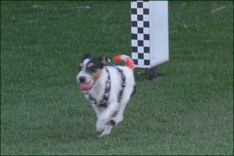 hunde färben erfahrungen ? WUFF Forum