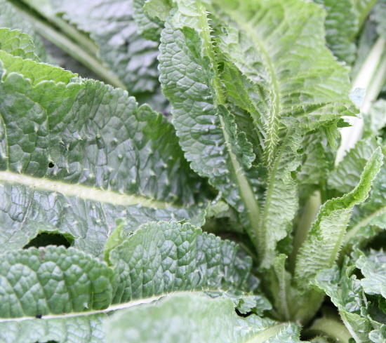 was ist was? Mein schöner Garten Forum