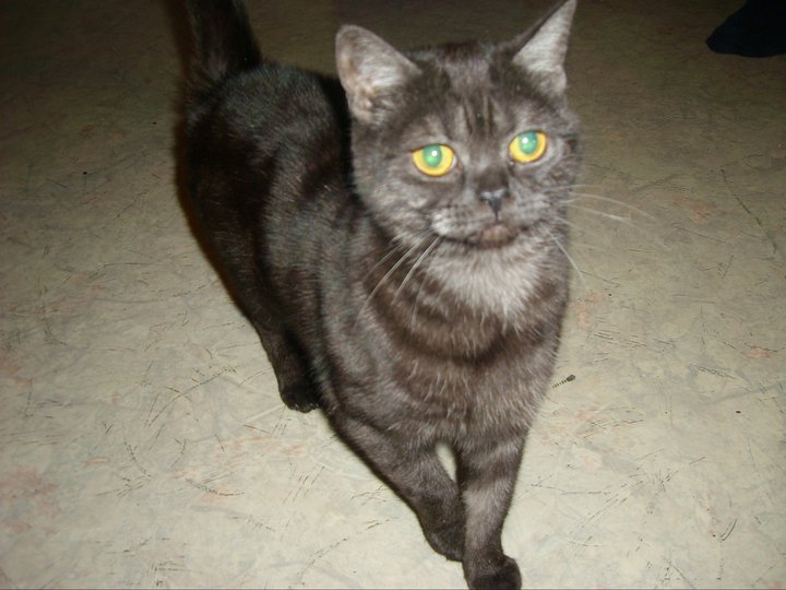 Ivy eine BKH in BlackSmoke Katzen Forum