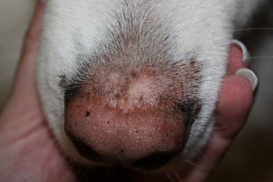 Rauer Schorf über der Nase Hundekrankheiten Der Hund