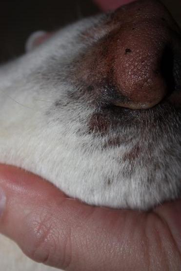Rauer Schorf über der Nase Hundekrankheiten Der Hund