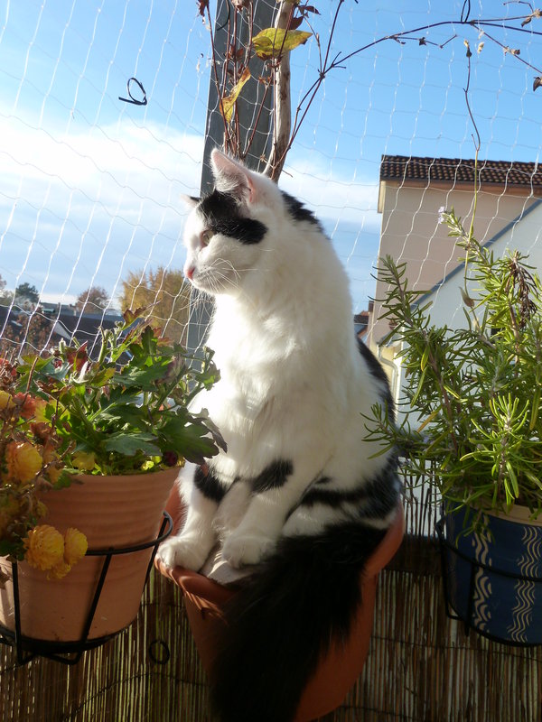 Katzen von Blumentöpfen fernhalten???