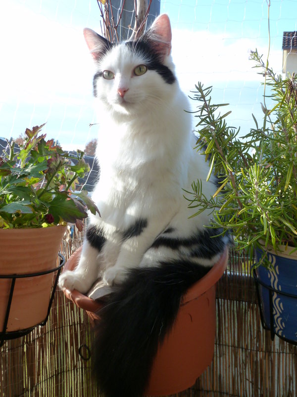 Katzen von Blumentöpfen fernhalten???