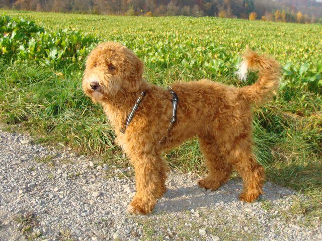 "Toller" Pudel oder ein Traum wird endlich wahr Seite 8