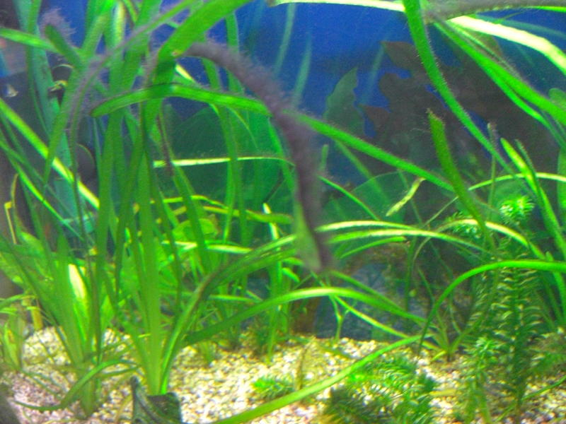 Immer wieder Algen ( Aquarium Forum