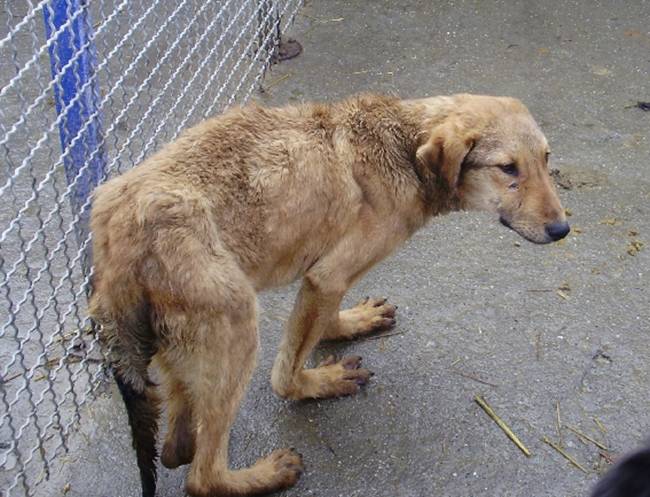 Die kleinen Hunde sind heute Nacht erfroren.... • http//CollieCocker