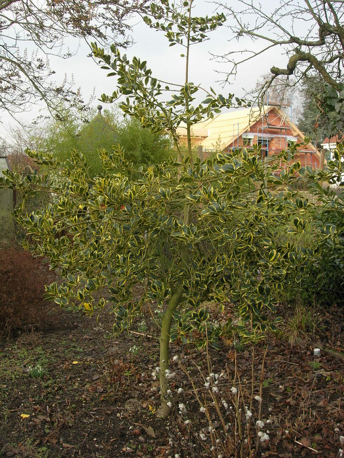 Diesen Ilex schneiden? Mein schöner Garten Forum