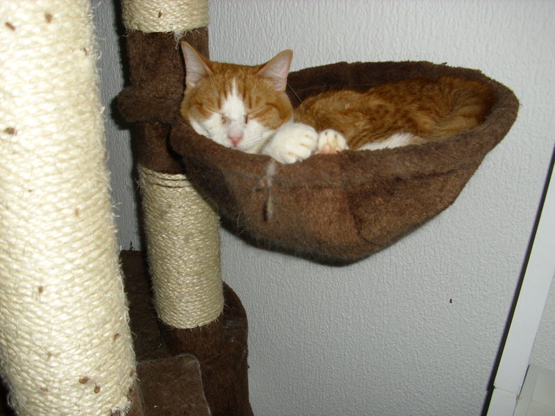 CARNI in Nürnberg, süß RotWeißer UnfugKater ca. 9 Monate, Hunde