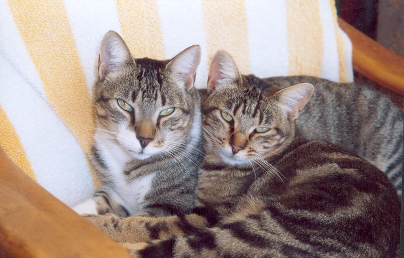 Katze leckt sich kahl und wund