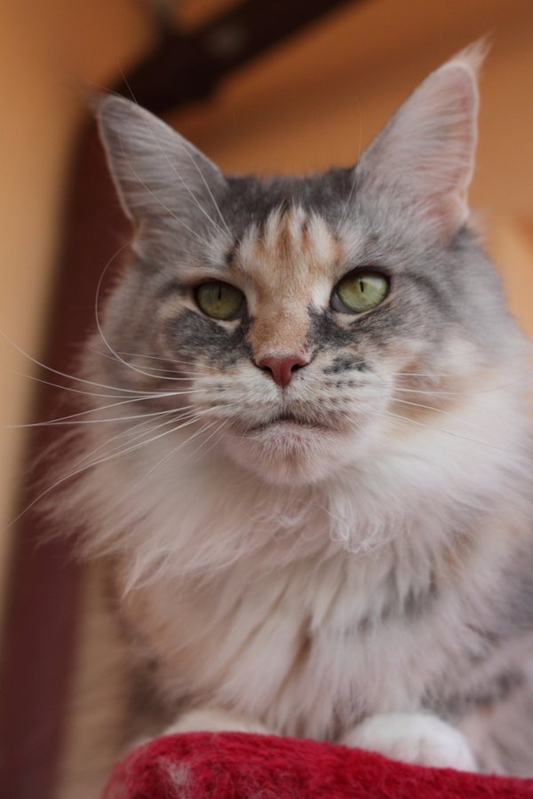 Maine Coon Seite 1311 Katzen Forum