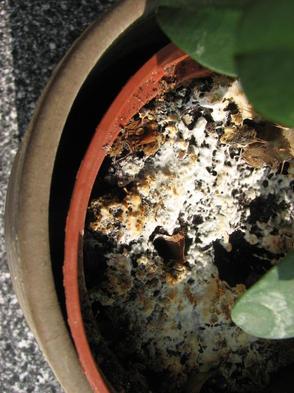 Belag auf Blumenerde in T?pfen