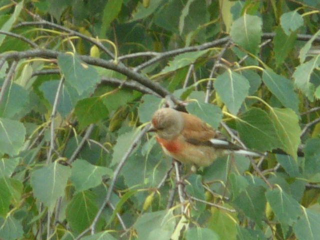 VogelbestimmungSeite 5 Wild und Hund