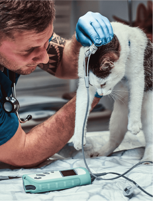 Cardiologista Veterinário Upa Pet